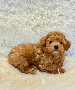 Maya Female Mini Poodle
