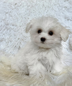 Frankie Male Tiny Toy Maltese