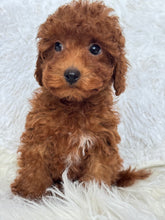 Load image into Gallery viewer, Appi Male Toy/Mini Poodle