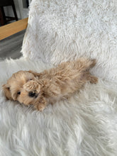 Load image into Gallery viewer, Nozawa Male Toy Maltipoo