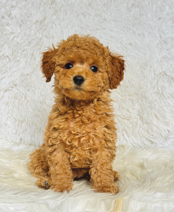 Ginger Female Toy Poodle