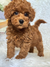 Load image into Gallery viewer, Ollie Male Mini Poodle