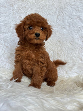Load image into Gallery viewer, Theo Male Toy Poodle