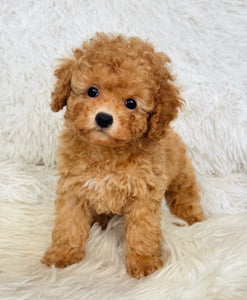Winston Male Toy Poodle