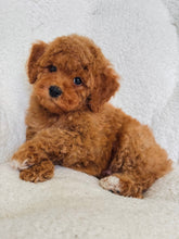 Load image into Gallery viewer, Bear Male Toy/Mini Poodle