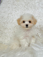Load image into Gallery viewer, Bentley Male Toy Maltipoo