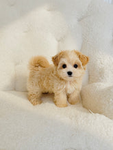 Load image into Gallery viewer, Ella Female Toy Maltipoo