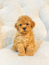 Charger l'image dans la galerie, Rolo Male Toy/Mini Poodle (reserved)
