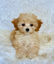 Load image into Gallery viewer, Autumn Female Toy Maltipoo