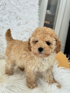 Layla Female Toy Poodle (Discounted)