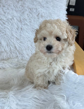 Cargar imagen en el visor de la galería, Mia Female Toy Maltipoo