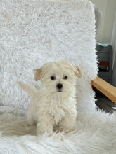 Load image into Gallery viewer, Maggie Female Toy Maltipoo