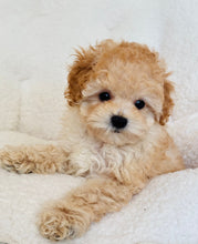 Charger l'image dans la galerie, Marcus Male Toy Poodle