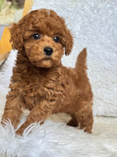 Load image into Gallery viewer, Ollie Male Mini Poodle