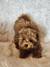 Load image into Gallery viewer, Patrick Male Toy/Mini Poodle