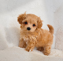 Load image into Gallery viewer, Tina Female Teacup Maltipoo