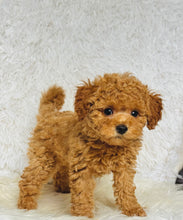 Load image into Gallery viewer, Ginger Female Toy Poodle