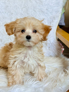 Gus Male Toy Maltipoo