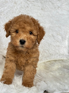 Kenzo Male Toy/Mini Poodle