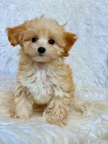 Gus Male Toy Maltipoo