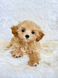 Tommy Male Toy Maltipoo