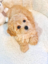 Charger l'image dans la galerie, Cheer Female Toy/Mini Poodle