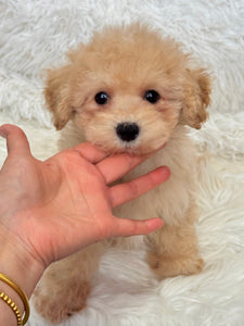 Scout Male Toy/Mini Maltipoo