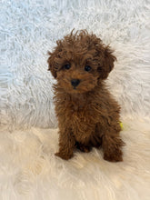 Load image into Gallery viewer, Nana Female Toy/Mini Poodle