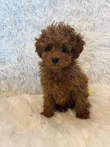 Nana Female Toy/Mini Poodle