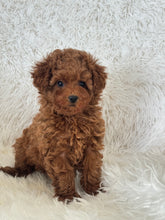 Load image into Gallery viewer, Yumi Female Teacup Poodle