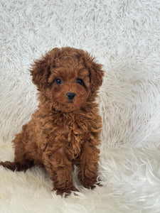 Yumi Female Teacup Poodle