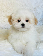 Load image into Gallery viewer, Puff Male Toy Maltipoo