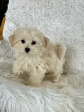 Load image into Gallery viewer, Maggie Female Toy Maltipoo
