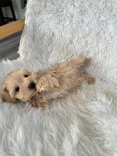 Load image into Gallery viewer, Nozawa Male Toy Maltipoo