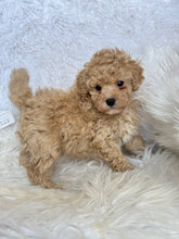 Load image into Gallery viewer, Pluto Male Toy Poodle