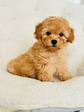 Load image into Gallery viewer, Yoho Female Toy/Mini Poodle