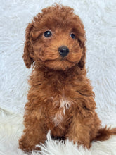 Load image into Gallery viewer, Appi Male Toy/Mini Poodle