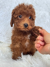 Load image into Gallery viewer, Appi Male Toy/Mini Poodle