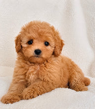 Charger l'image dans la galerie, Mason Male Toy/Mini Poodle
