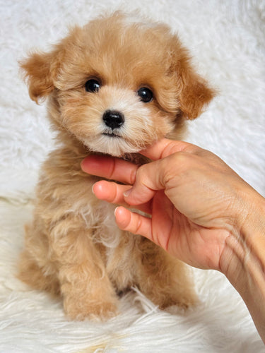 Monty Male Toy Maltipoo