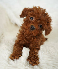 Load image into Gallery viewer, Momo Female Toy Poodle