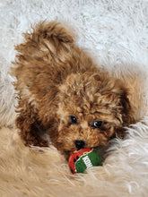 Load image into Gallery viewer, Patrick Male Toy/Mini Poodle