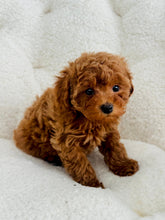 Load image into Gallery viewer, Rosie Female Toy/Mini Poodle