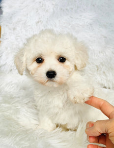 Snow Female Toy Maltipoo