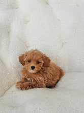 Load image into Gallery viewer, Pixie Female Toy/Mini Maltipoo