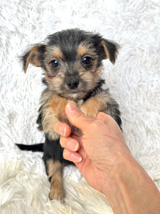 Scooter Male Toy Morkie