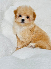 Load image into Gallery viewer, Peanut Male Toy Maltipoo