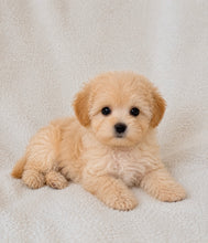 Cargar imagen en el visor de la galería, Mimi Female Toy Maltipoo