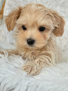 Niseko Female Toy Maltipoo