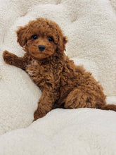 Charger l&#39;image dans la galerie, Bailee Female Toy/Mini Poodle